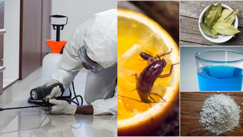 DIY Pest Control vs. Professional Services
