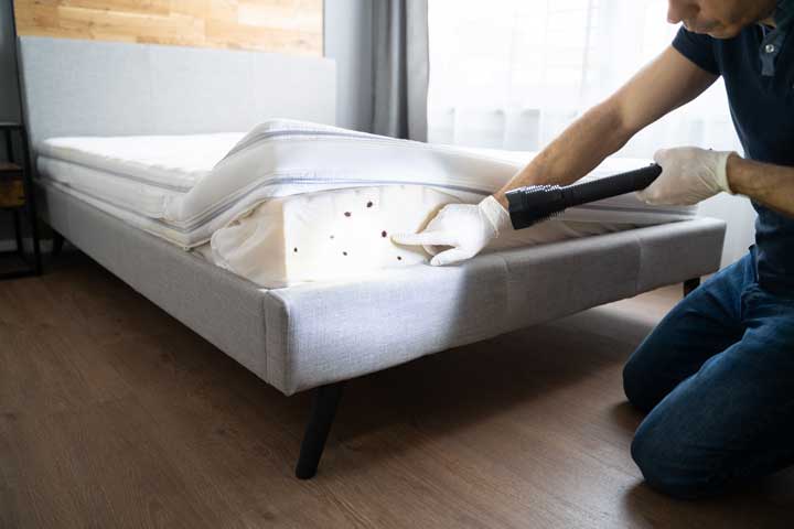 Bed Bug Removal on a Couch