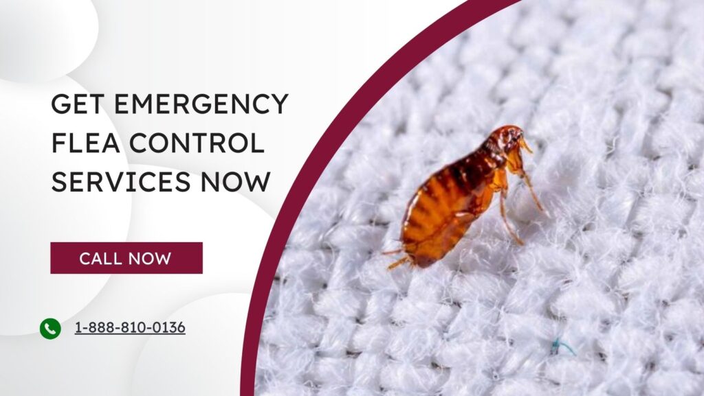 Emergency Flea Control Services
