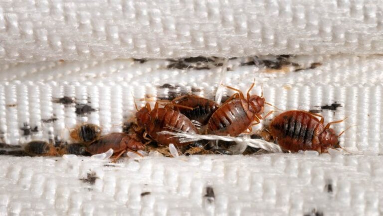 Get Rid of Bed Bugs