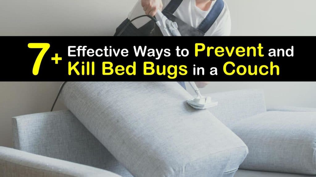 How To Get Rid of Bed Bugs on A Couch