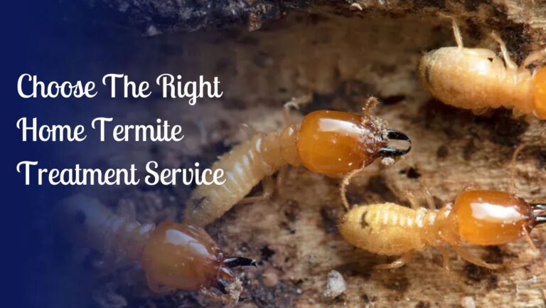 Termite Treatment Service