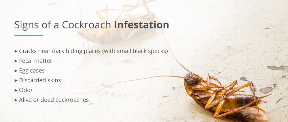 What Are the Signs of a Cockroach infestation
