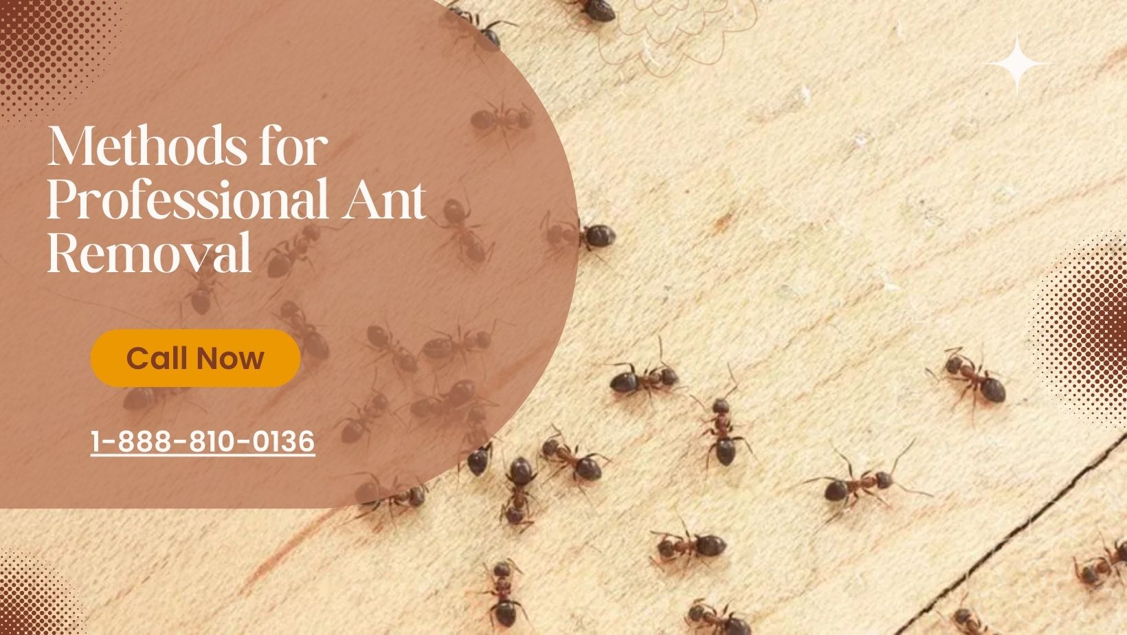 professional ant removal